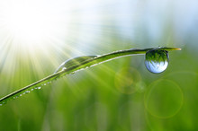 Fresh Green Grass With Dew Drops Closeup. Natural Background.