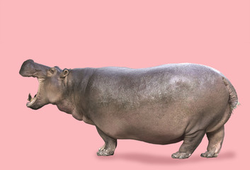 hippo
