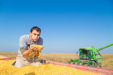 Wall Mural - Farmer blowing dust from freshly harvested corn maize grains