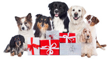 Hundegruppe Mit Geschenken