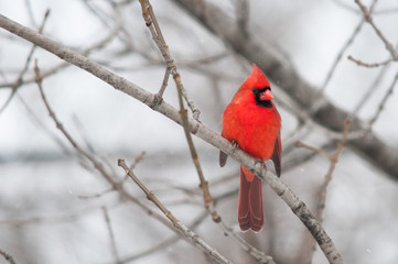 Northern Cardinal