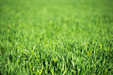 Wall Mural - green grass