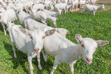 Fototapeta Zwierzęta - Funny goat's on a green sunny meadow background