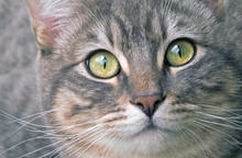 Silver Tabby Cat Close Up