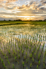 Rice paddy fields countryside in Lamphun Thailand. landspace vie