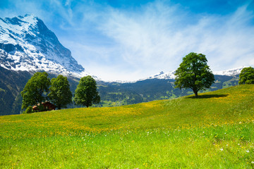 Wall Mural - Summer nature landscape near Alps