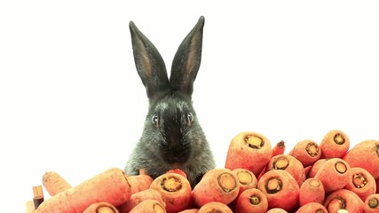 Canvas Print - rabbit eats carrots on a white screen