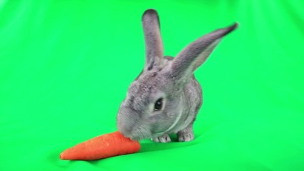 Sticker - Rabbit on green screen