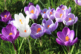 purple crocuses