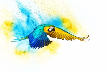 Fototapete - Colourful flying parrot isolated on white