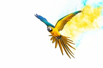 Wall Mural - colourful flying parrot isolated on white