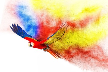 Wall Mural - colourful flying parrot isolated on white