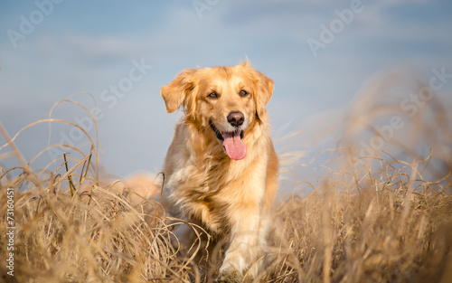 Obraz w ramie Golden retriever dog running outdoor