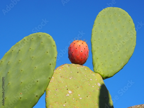 Pale Di Fico D India Buy This Stock Photo And Explore Similar Images At Adobe Stock Adobe Stock