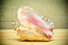 Large Sea Shell. Photo Toned In Yellow