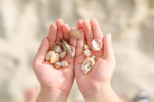 Child Hands Holding Sea Shells.