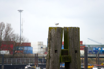 Wall Mural - Hafen in Hamburg