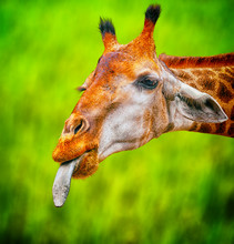 Cute Giraffe With Tongue Out Funny Look