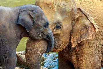 elephant and baby elephant