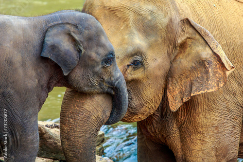 Fotografía elephant and baby elephant