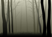 Vector Illustration Of Misty Woods