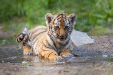 Tiger Cub In Undergrowth Free Stock Photo Public Domain Pictures