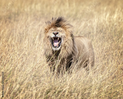 Naklejka samoprzylepna Lew afrykański (panthera leo nubica)