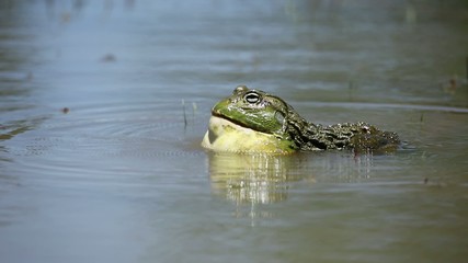 Poster - Male African giant bullfrog calling in a pond