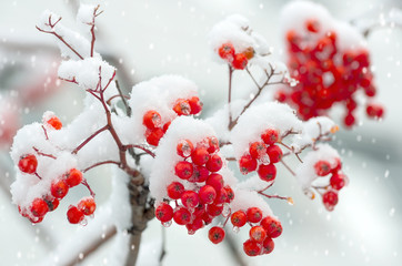 Poster - Rowan in snow