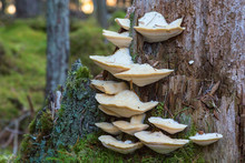 White Mushroom On A Tree Trunk