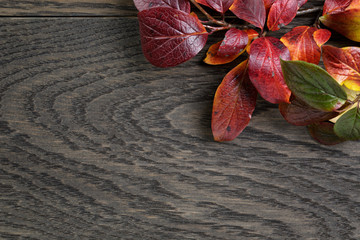 Wall Mural - autumn background with bush leaves on stained oak table