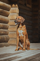 Wall Mural - Rhodesian Ridgeback dog