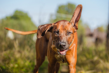 Wall Mural - Rhodesian Ridgeback dog