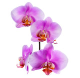 Fototapeta Storczyk - Blooming  beautiful branch of lilac orchid is isolated on white