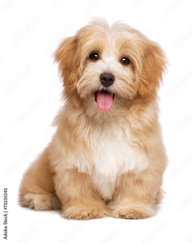 Beautiful happy reddish havanese puppy dog is sitting frontal - obrazy, fototapety, plakaty 