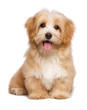 canvas print picture - Beautiful happy reddish havanese puppy dog is sitting frontal