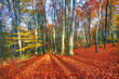 Krajobraz lasu jesienią w słoneczny dzień