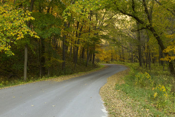 Wall Mural - Road In Woods Autumn