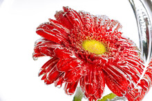 Red Flower Of A Gerbera On A White Background