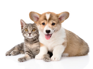 Fototapete - Pembroke Welsh Corgi puppy lying with cat together and looking a