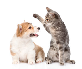 Poster - cat and dog fight. isolated on white background