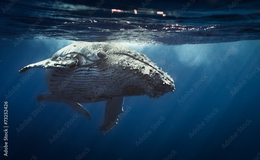 Humpback whales - Reunion island 2014. - obrazy, fototapety, plakaty 