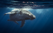Humpback Whales - Reunion Island 2014.