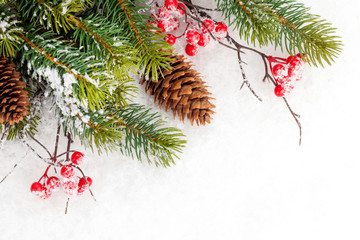 christmas fir tree branch with holly berry