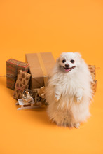 Dog With Christmas Gift Boxes