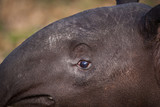 Fototapeta Konie - Malayan Tapir, also called Asian Tapir