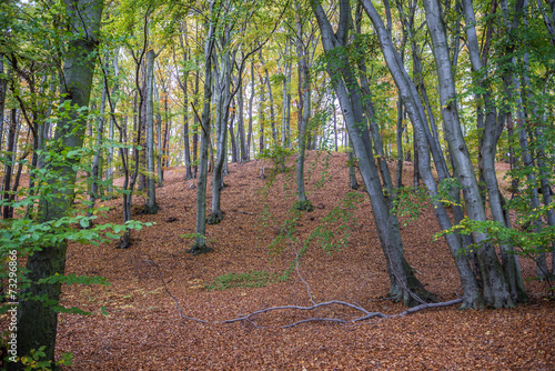 Naklejka - mata magnetyczna na lodówkę Kepa Redlowska cliff-like coastline in Gdynia, Poland