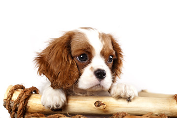 Fototapete - cavalier king charles spaniel dog portrait