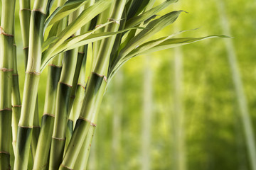  Świeży bambus