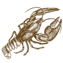 Engraving Woodcut Illustration Of Crayfish On White Background